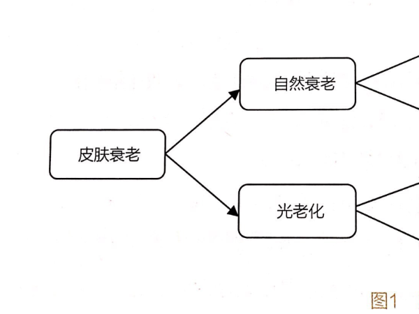 中豪優(yōu)美淺談“皮膚的抗氧化”